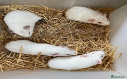 Guinea Pig rodents for sale: Baby Female Guinea Pigs For Sale - Image 3