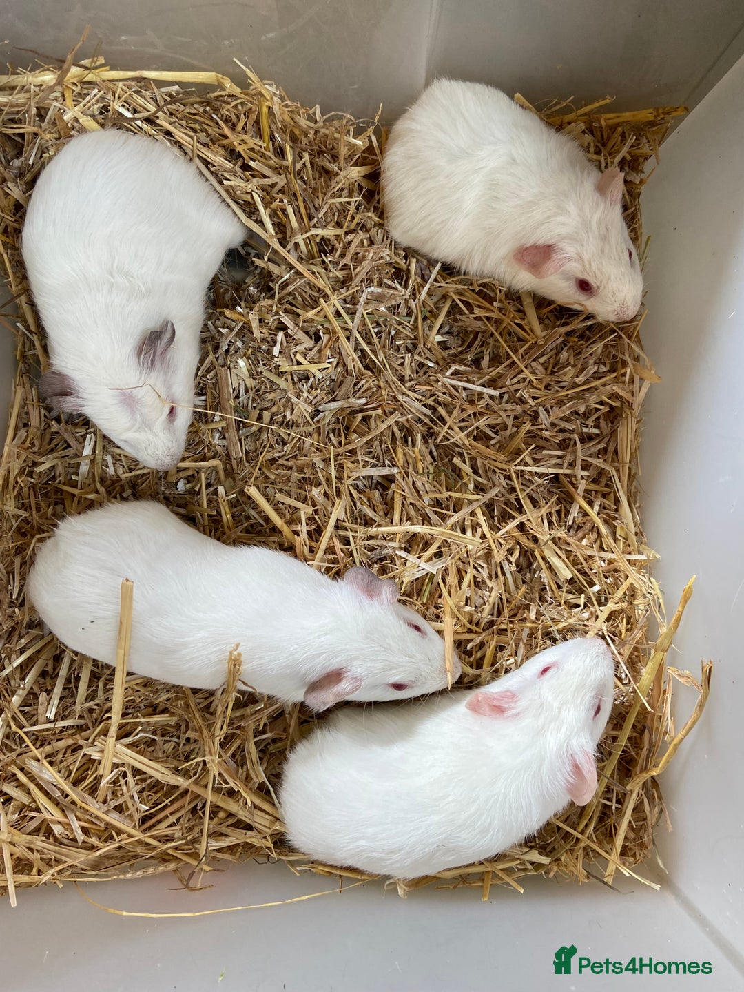 Guinea Pig rodents for sale: Baby Female Guinea Pigs For Sale - Image 3