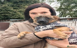 Mixed Breed dogs for adoption: 💖🐶 KNOPA 🐶💖 - Image 9