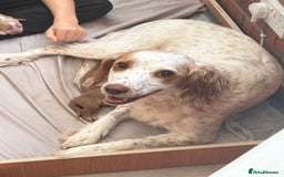 Cocker Spaniel dogs for sale: Cocker Spaniel Puppies  - Image 17