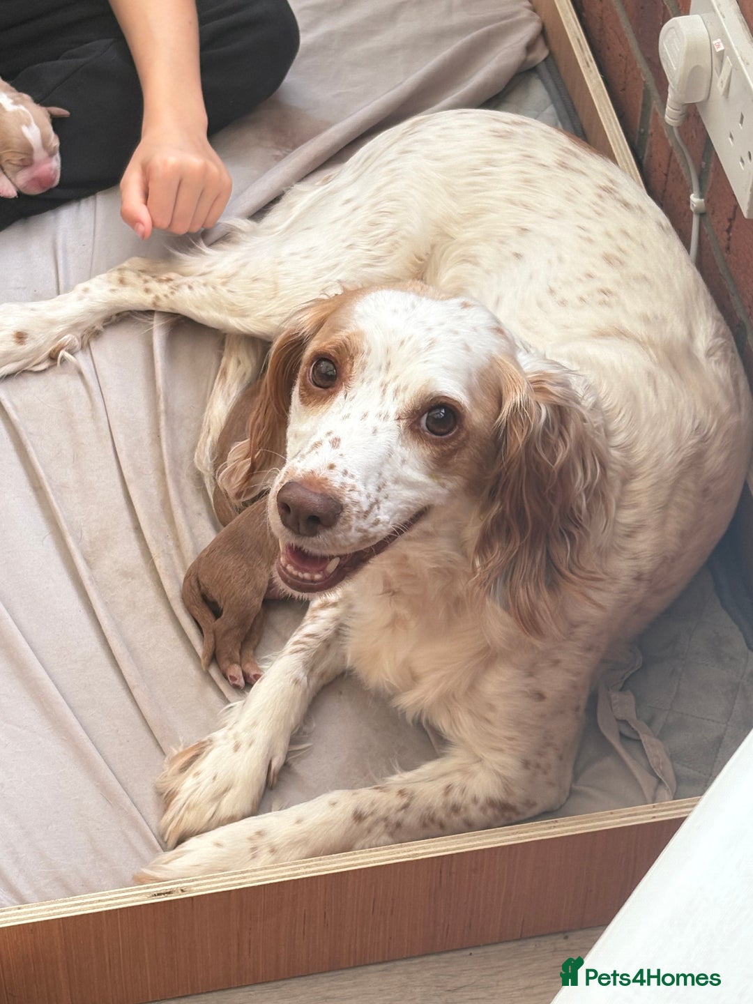 Cocker Spaniel dogs for sale: Cocker Spaniel Puppies  - Image 17