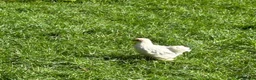 Chickens poultry for sale: Pekin hens / silky chick - Advert 3