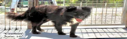 Mixed Breed dogs for adoption: Corbin, 2.5 yrs approx. Available for adoption. in Brixham - Advert 3