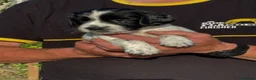 English Springer Spaniel dogs for sale: English Springer Spaniel puppies for sale. - Advert 14
