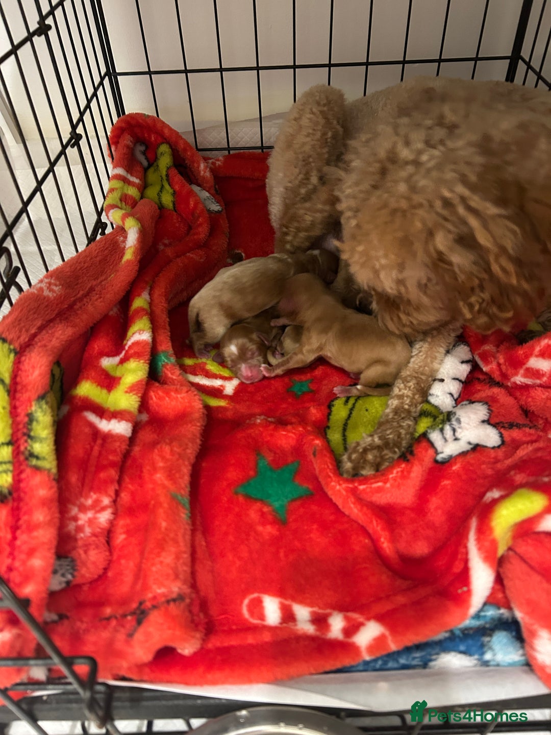 Cavapoo dogs for sale: Cavapoo puppies  - Image 7
