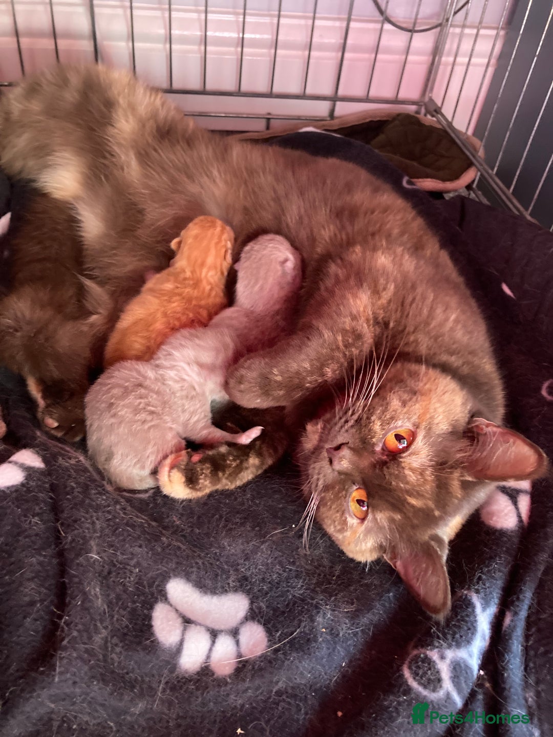 British Shorthair cats for sale: Chocolate tortie champion bloodline Queen ACTIVE - Advert 2