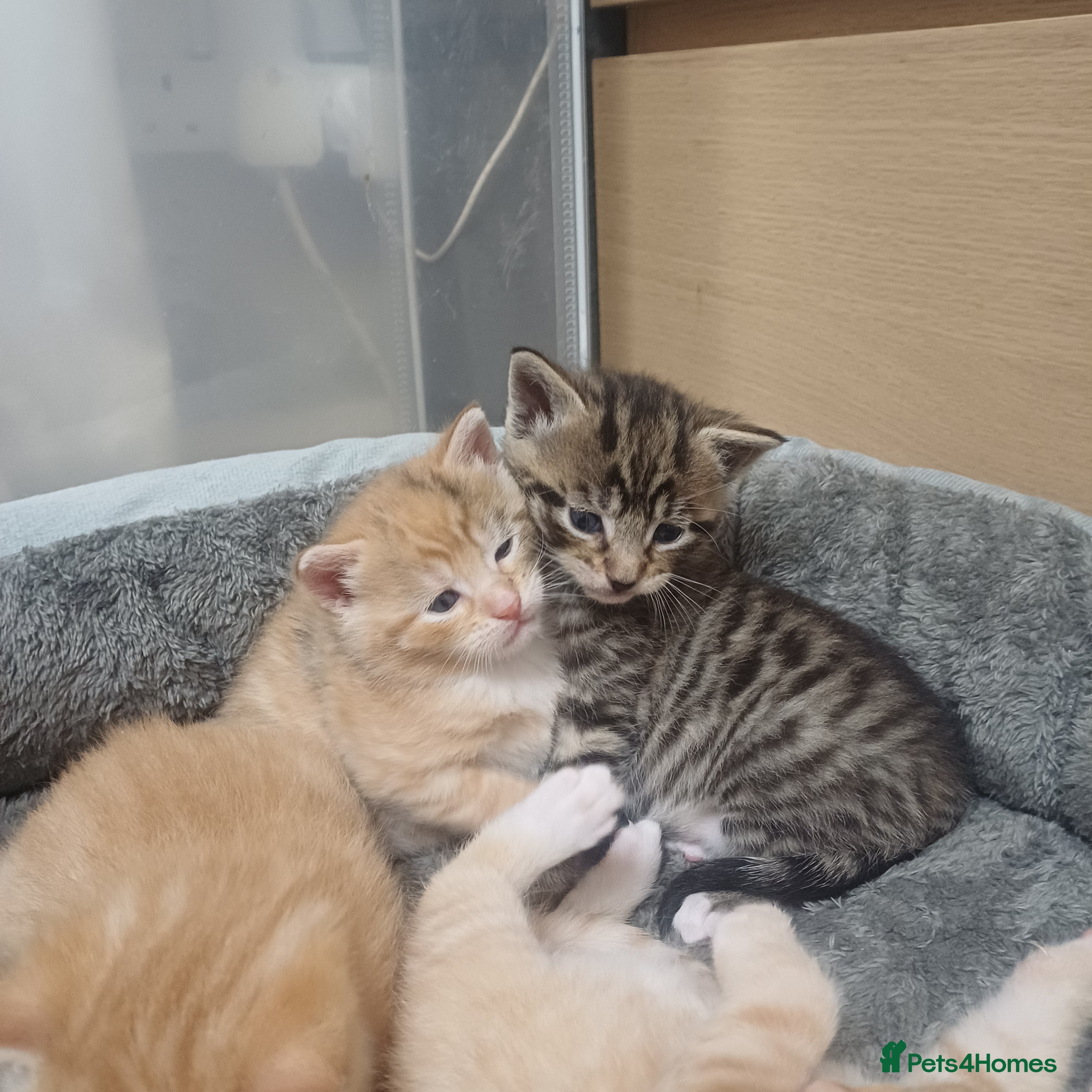 Mixed Breed cats Lovely kittens😻😻😽😽❤️ - Advert 6