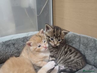 Mixed Breed cats Lovely kittens😻😻😽😽❤️ - Advert 8