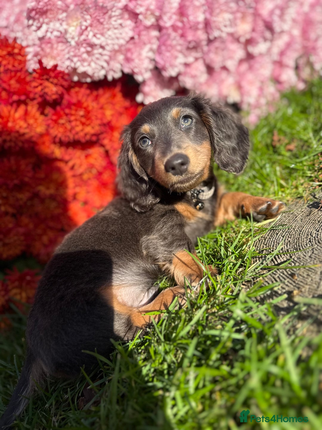 Miniature Dachshund dogs for sale: Miniature Long Haired Dachshund  - Advert 7