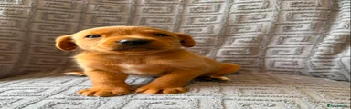 Labrador Retriever 3