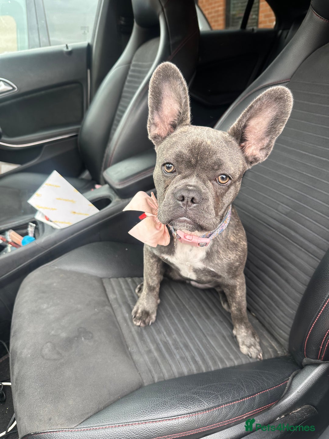 French Bulldog dogs for sale: 6 month old French Bulldog puppy  - Image 2