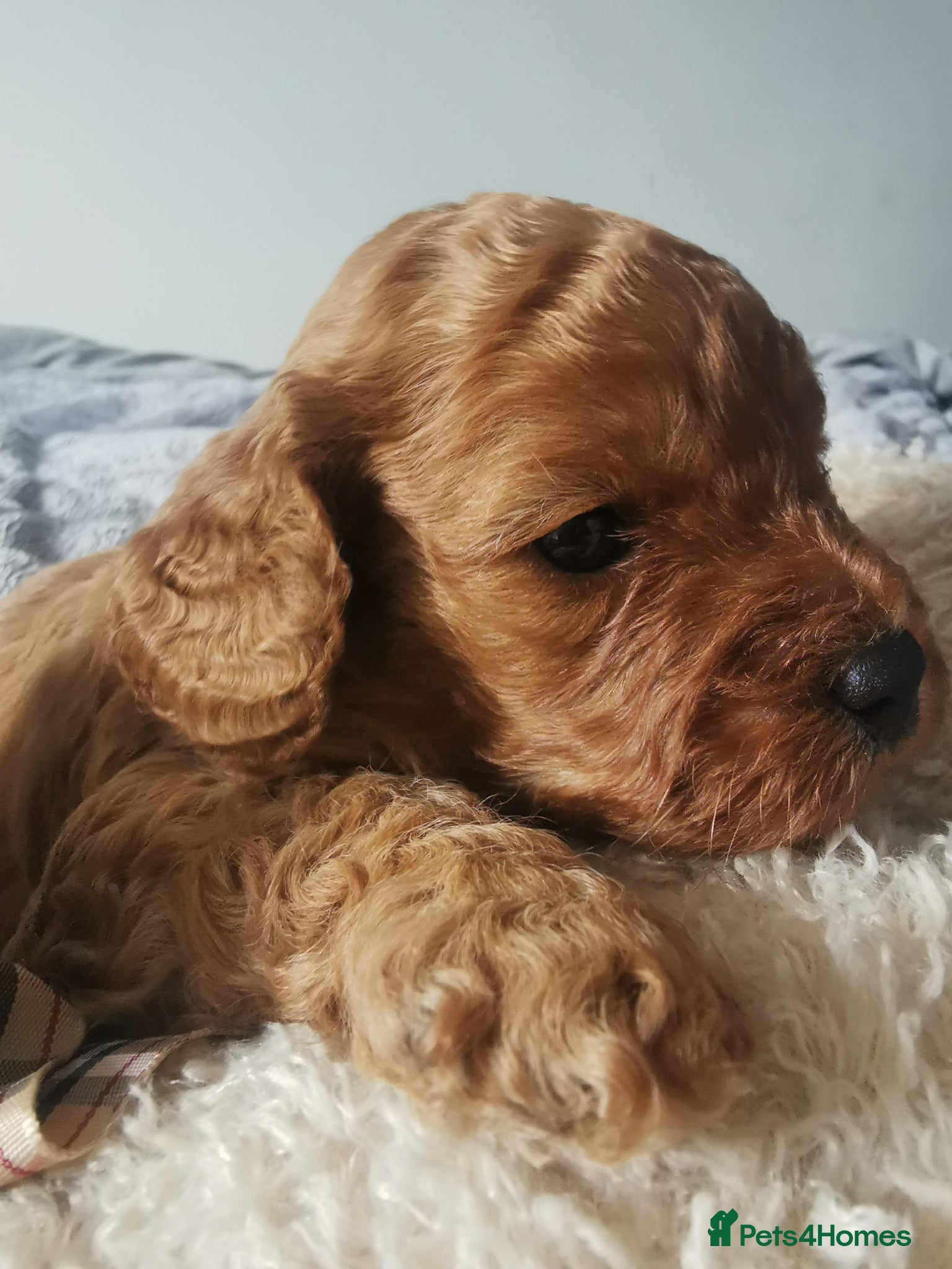 Cavapoo dogs EXTENSIVELY HEALTH TESTED F1B CAVAPOO PUPPIES  - Advert 2