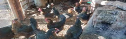 Hens poultry for sale: French Copper Marrans  - Advert 3
