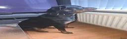 Rottweiler dogs for sale: rotty babies - Advert 5