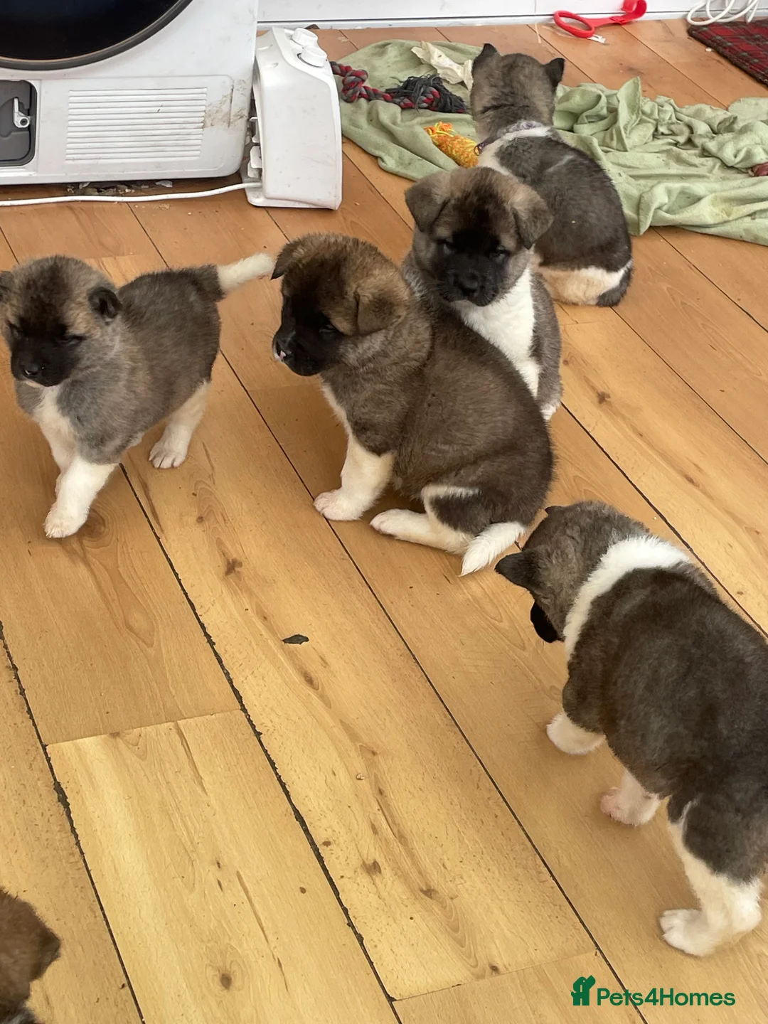 Akita dogs for sale: READY TO GO AMERICAN AKITA PUPPIES FOR SALE - Advert 5