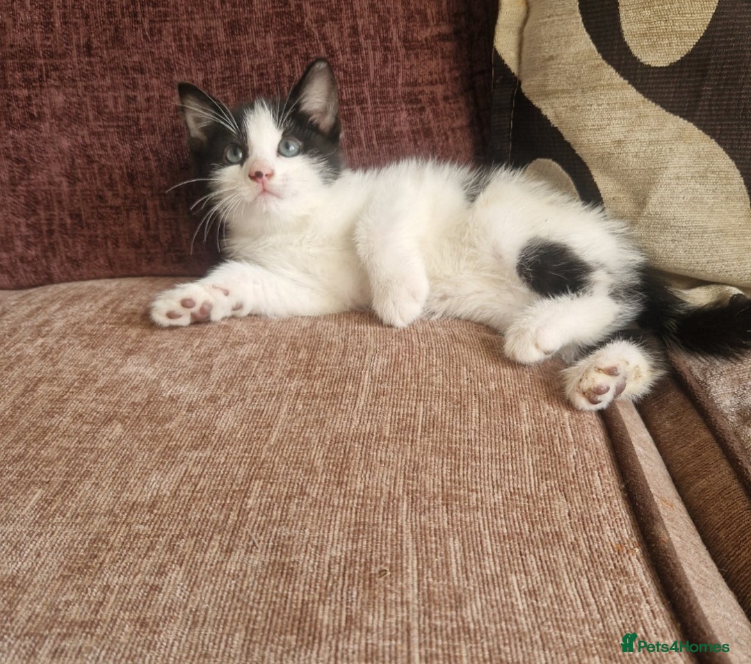 Mixed Breed cats for sale: Beautiful BSH x ragdoll  - Advert 1