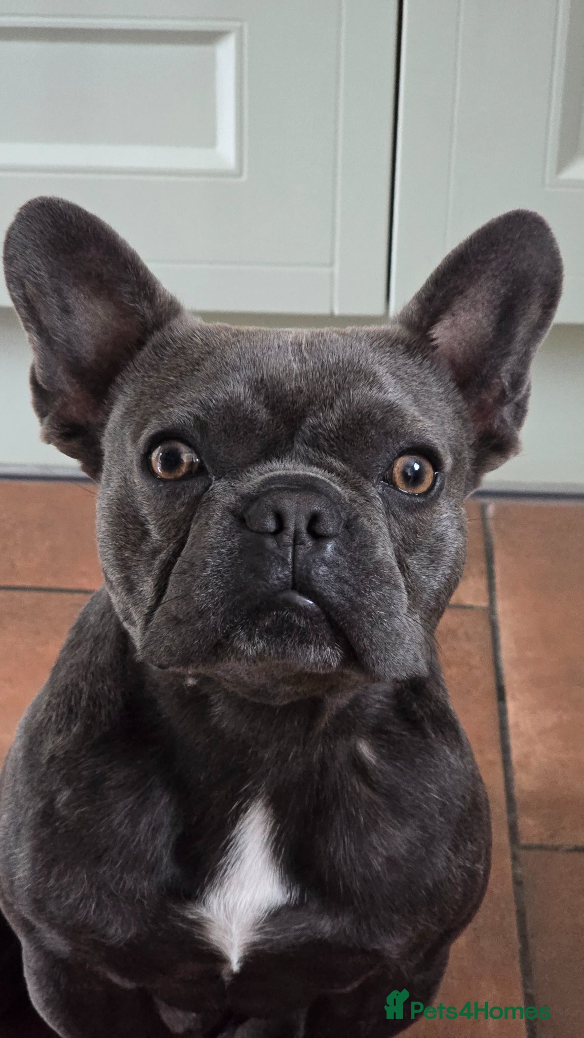 French Bulldog dogs for stud: French Bulldog for stud  - Advert 1