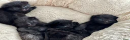 British Shorthair cats for sale: 🐾Beautiful Black British Shorthair Cross Kittens in Letchworth Garden City - Advert 21