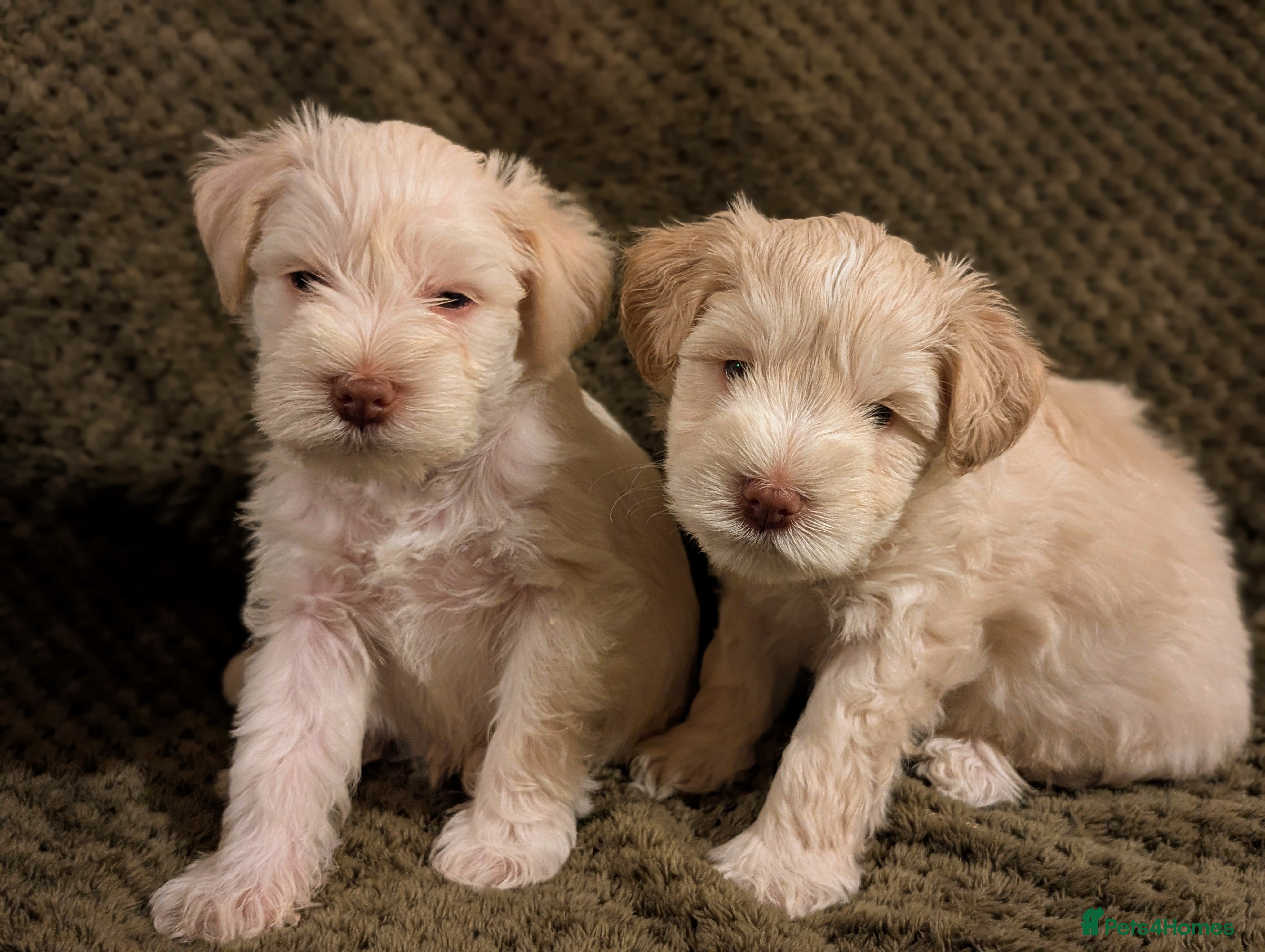 Miniature Schnauzer dogs LAST BOY KC Reg Wheaten Mini Schnauzer - Advert 1