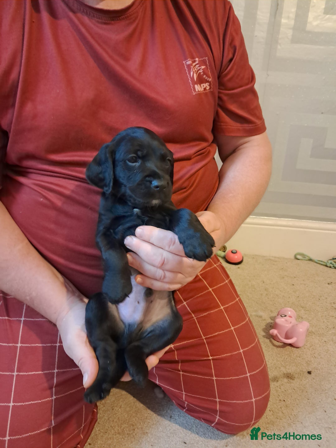 Mixed Breed dogs for sale: Splurcherpoo puppys - Advert 23