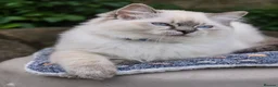 Ragdoll cats for sale: Stunning TICA-Registered Ragdoll Boys Ready Now  - Advert 3
