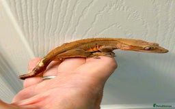 Gecko reptiles for sale: Sub adult CB24 Dalmatian crested geckos for sale  - Image 4