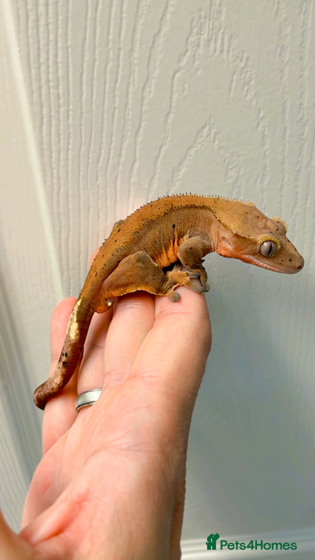 Gecko reptiles for sale: Sub adult CB24 Dalmatian crested geckos for sale  - Image 4