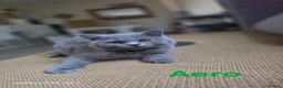 British Shorthair cats for sale: Beautiful GCCF BSH Kittens – Loving Forever Homes - Advert 17