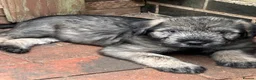 Giant Schnauzer dogs for sale: Very Rare pepper & salt giant schnauzer puppies in Derby - Advert 7