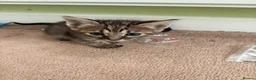 Mixed Breed cats for sale: Savannah cross kittens  in Broadstone - Advert 3