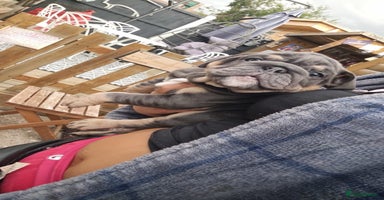 English Bulldog dogs - Advert 8