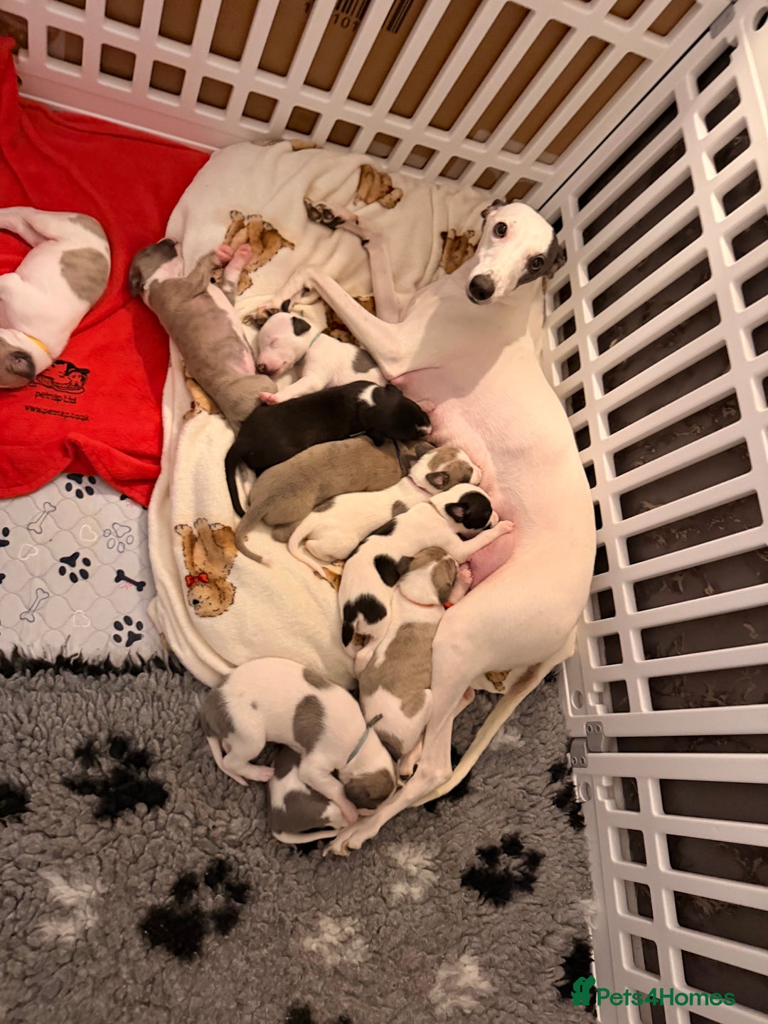 Whippet dogs for sale: KC Whippet puppies only 2 boys left  - Advert 7