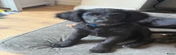Sheepadoodle dogs for sale: Stunning Sheepadoodle puppies  - Advert 6