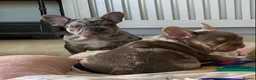 French Bulldog dogs for sale: TOP QUALITY FRENCH BULLDOG PUPPIES  - Advert 23