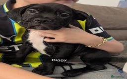 Mixed Breed dogs for sale: Cane corso cross  - Image 18