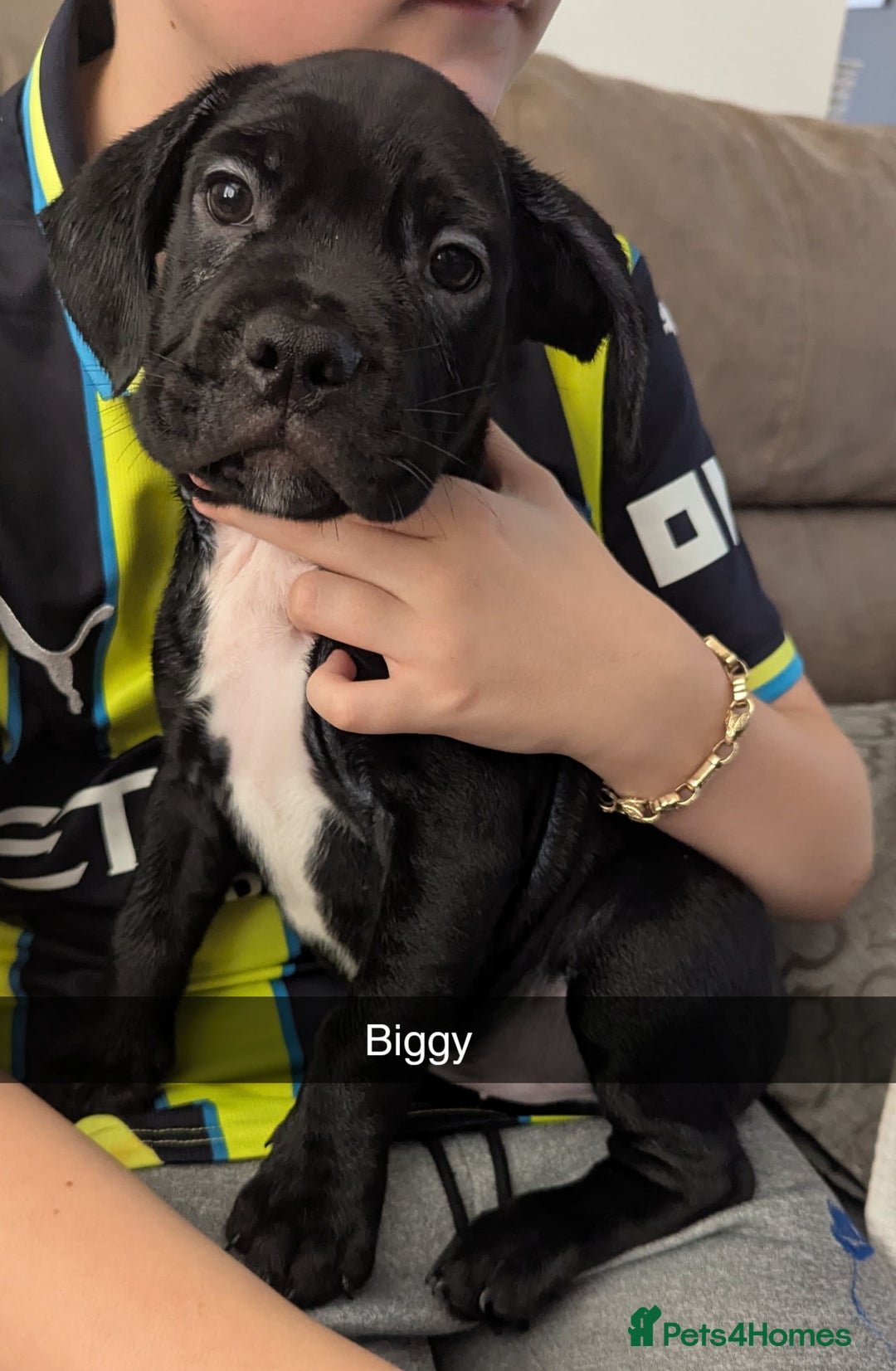 Mixed Breed dogs for sale: Cane corso cross  - Image 18