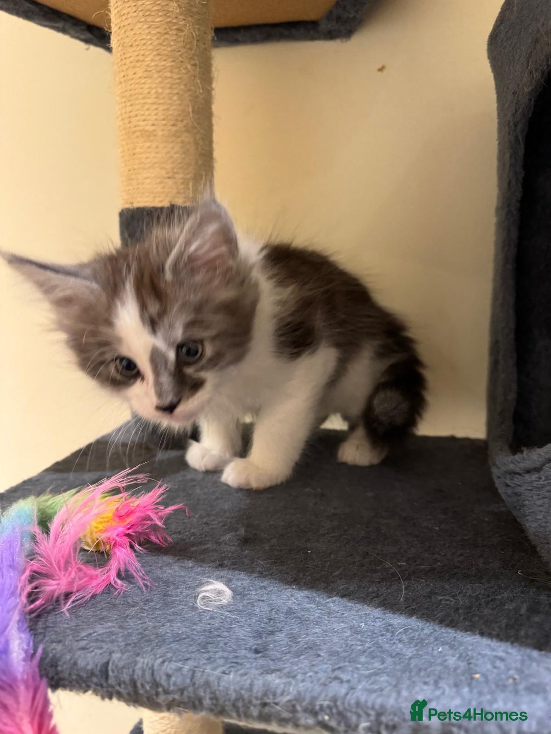 Maine Coon cats for sale: 🐾 Ragdoll × Maine Coon Kittens 🐾 - Image 19