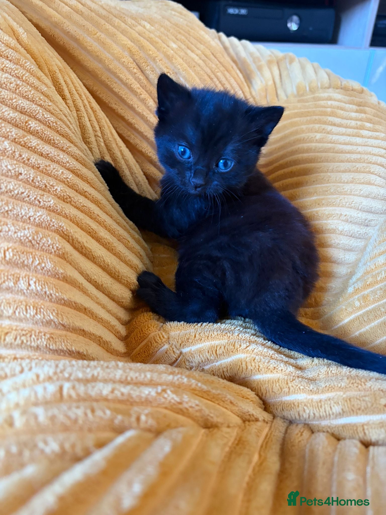Scottish Fold Kitten 3
