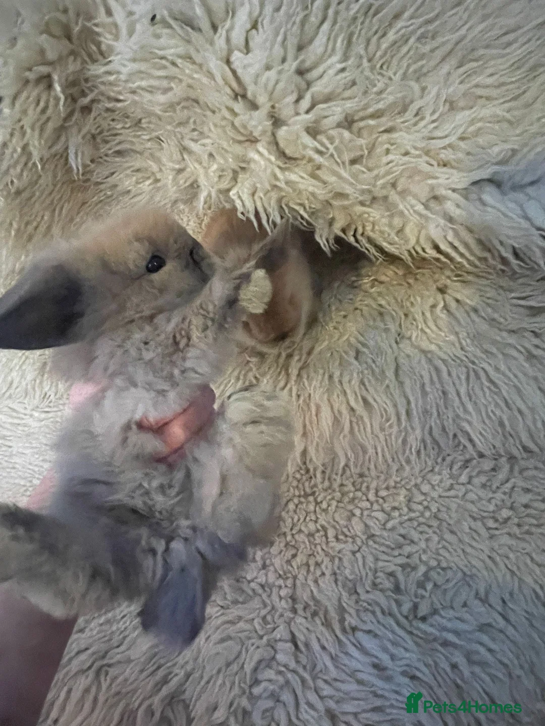 Mini Lion Lop rabbits for sale: Mini lionhead lop and teddy bear cross  - Advert 6