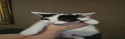 Mixed Breed cats for sale: 3 Beautiful male kittens - Advert 1