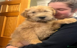 Soft Coated Wheaten Terrier dogs for sale: Beautiful Quality Soft Coated Wheaten Terriers  - Image 1