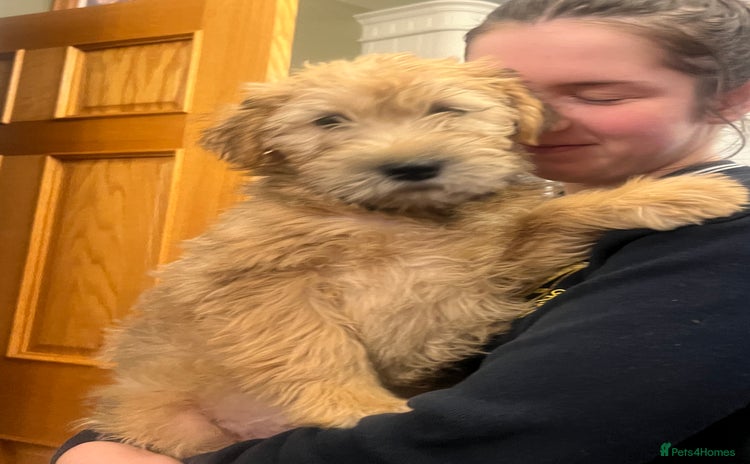 Soft Coated Wheaten Terrier dogs - Advert 3