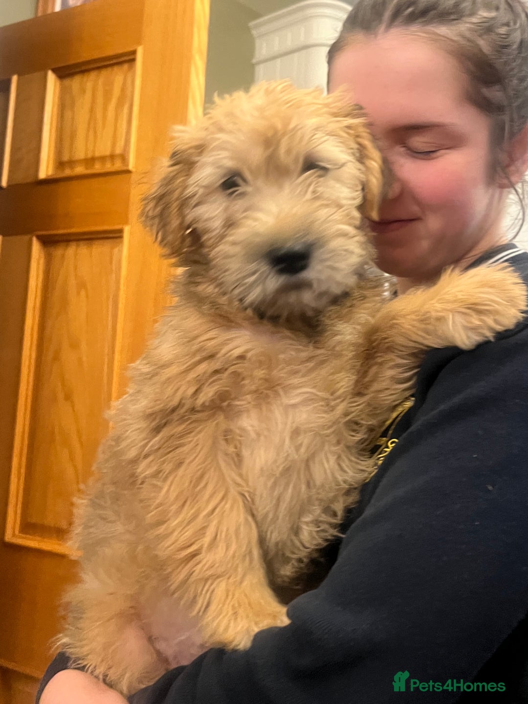 Soft Coated Wheaten Terrier dogs for sale: Beautiful Quality Soft Coated Wheaten Terriers  - Image 1