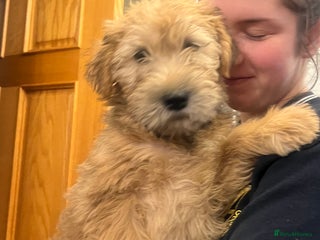 Soft Coated Wheaten Terrier dogs - Advert 1