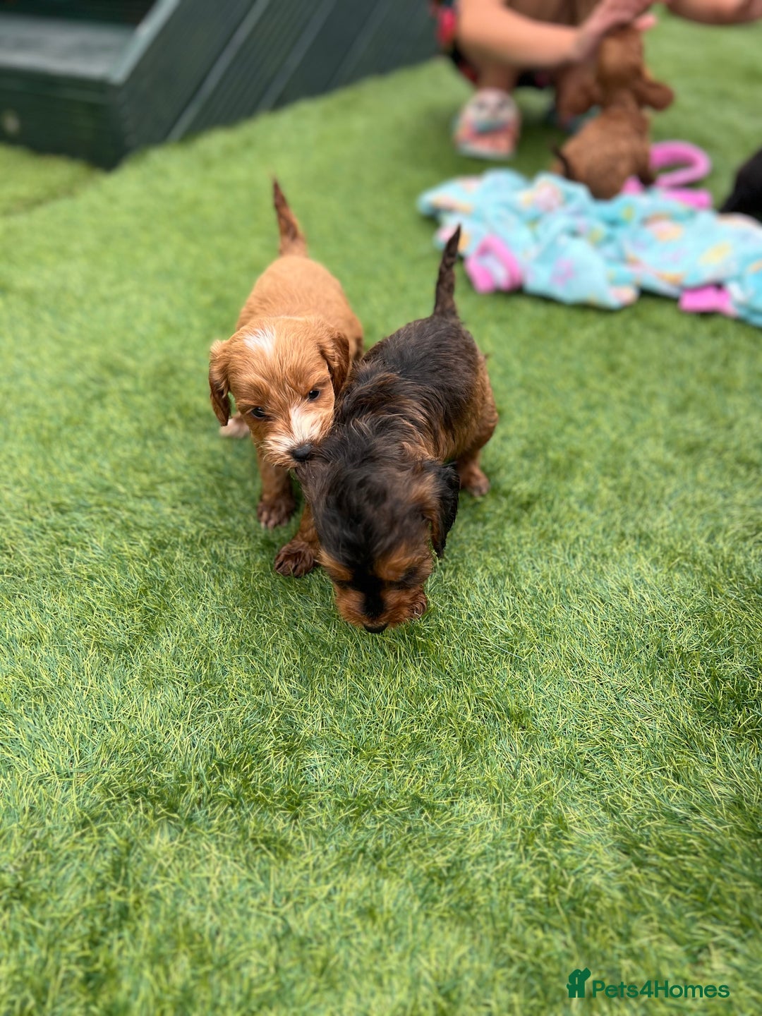 Cockapoo dogs for sale: Coockapoo - Image 5