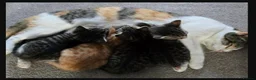 Mixed Breed cats for sale: Kittens  in Loughborough - Advert 1