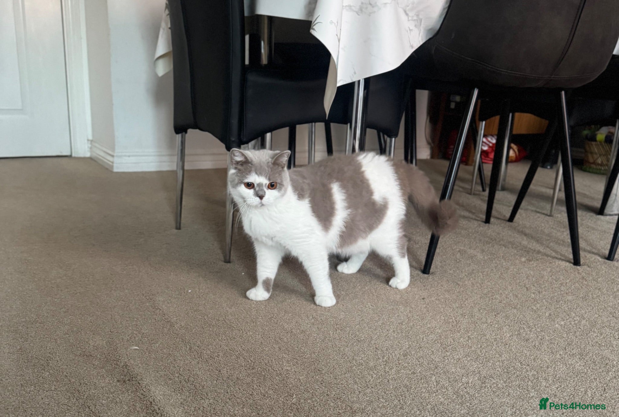 British Shorthair cats Beautiful bicolor female and male kitten  - Advert 4