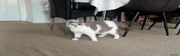 British Shorthair cats for sale: Beautiful bicolor female and male kitten  - Advert 1