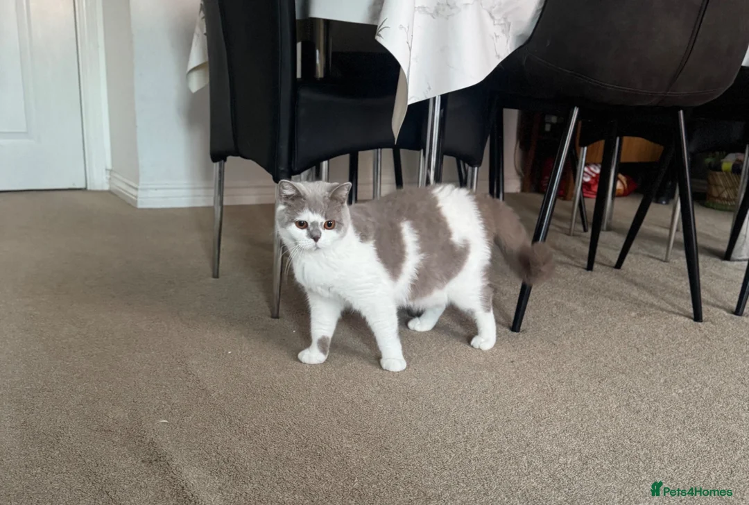 British Shorthair cats for sale: Beautiful bicolor female and male kitten  - Advert 1