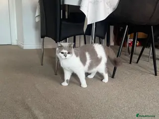 British Shorthair cats Beautiful bicolor female and male kitten - Advert 3